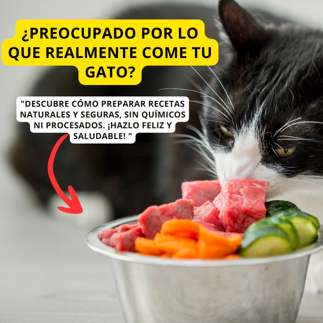 Cargar video: 